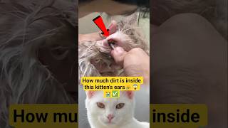 How much dirt is inside this kitten's ears #KittenCare #EarCleaning #PetCare #CatHealth #Kitten