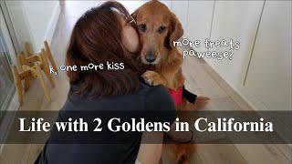 Life with 2 Goldens | Plant Care Day, Daily routines, Organizing, Dog mom vlog, DIY, Clingy Golden