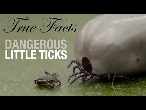 Funny True Facts About Ticks