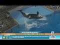 SeaWorld Whale That Killed Trainer Now Very Sick With Lung Infection