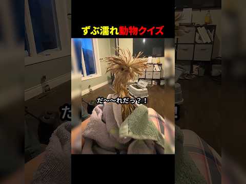 ずぶ濡れ動物クイズ #ほっこりショート