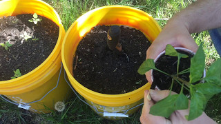 Transplanting Peppers into 5 Gallon Buckets