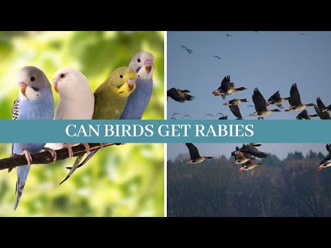 Can birds get rabies || can birds get corona virus | can birds get COVID 19 || do birds have rabies