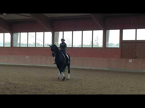 6 jähriger Wallach FairPlay b