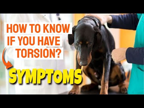🐶WHAT are the SYMPTOMS of GASTRIC TORSION in DOGS❓