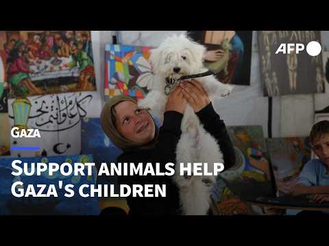 Video Thumbnail: Psychological support animals put a smile on Gaza children's faces | AFP