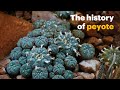 Psychedelics As Medicine The History Of Peyote