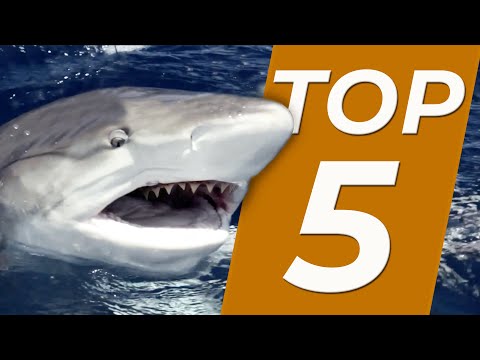 TOP 5 - FACE À FACE AVEC DES REQUINS - Cyril Chauquet
