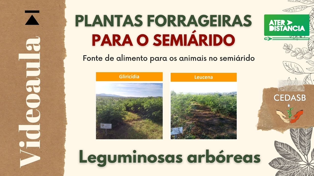 Leguminosas Arbóreas - Plantas Forrageiras para o Semiárido [ATER a Distância]