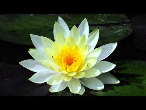 Singapore Admiralty Park - NDP 2011 Theme Song - In A Heartbeat