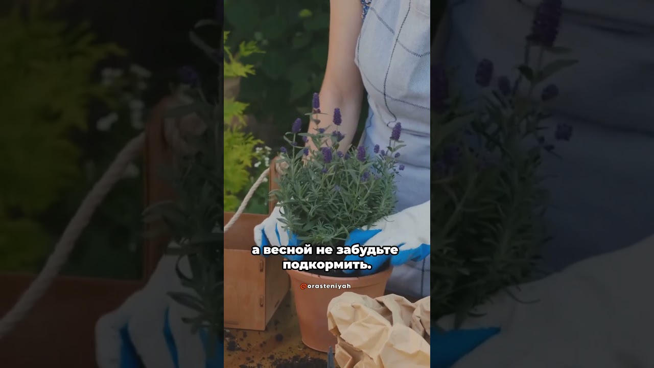#лаванда