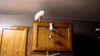 Here Comes Trouble by Scatterbrain - Cockatoo &#39;dance video&#39;