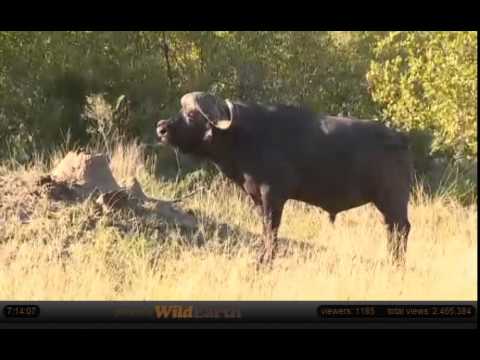 Mar 7 WildEarth Safari AM Drive: Breeding herd of buffalo