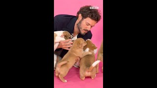Download lagu Adam Brody and Kristen Bell: The Puppy Interview Trailer | Presented by PetSmart mp3 Download lagu Adam Brody and Kristen Bell: The Puppy Interview Trailer | Presented by PetSmart mp3