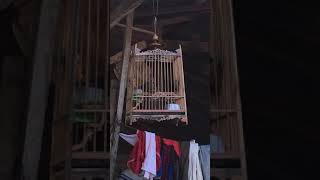 Download lagu merbah lekir mp3 Download lagu merbah lekir mp3