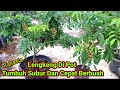 Cara Merawat Lengkeng Di Pot Agar Tumbuh Subur Dan Cepat Berbuah @kebunindratarigan