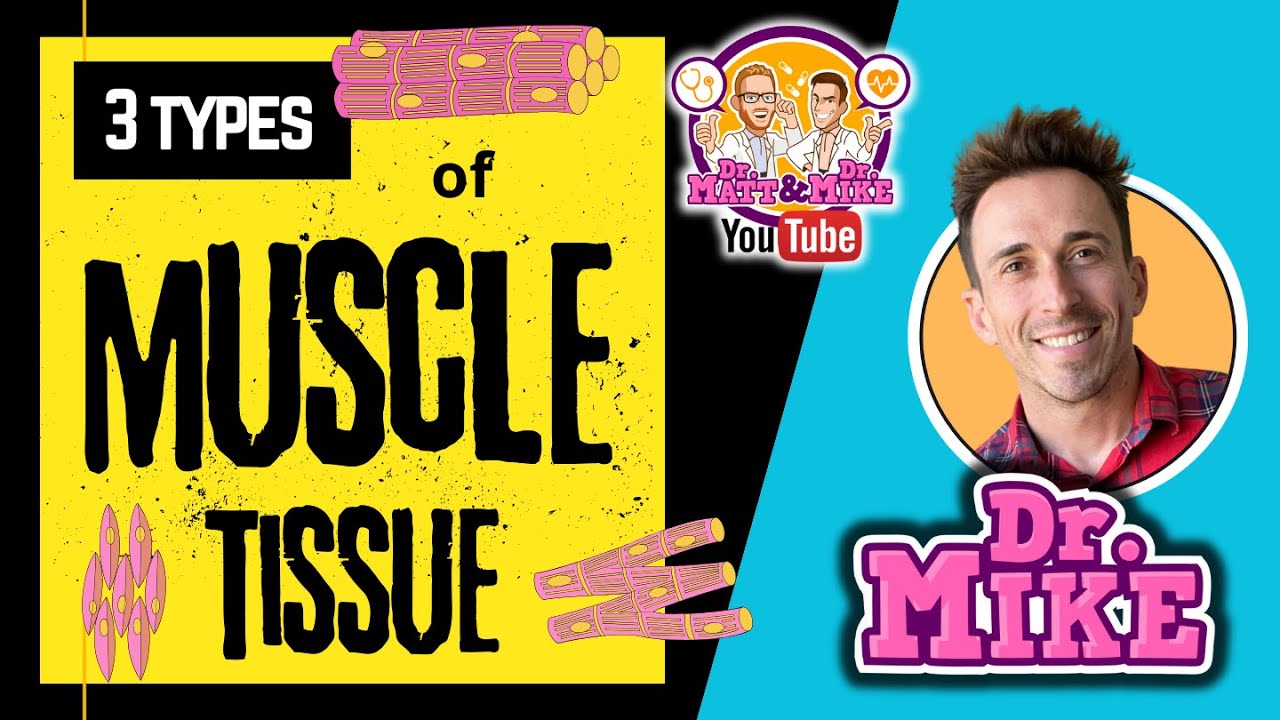 Muscle Tissue | Skeletal, Cardiac, and Smooth