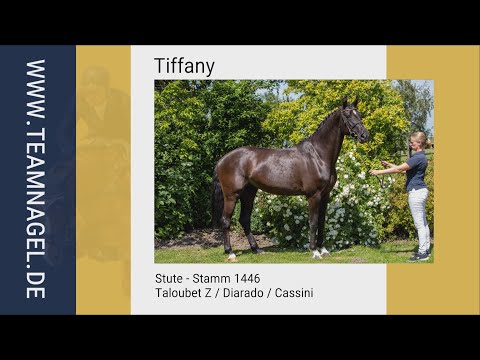 Katalog Nr. 12 - Tiffany * Stute * Taloubet Z / Diarado / Cassini * Stamm 1446