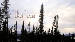 03 This Tree (Still Life, 2014)