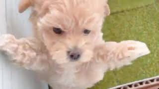 ハーフ犬の動画01