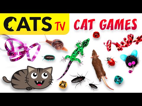 CAT GAMES 📺🪳 Ultimate CATS TV Compilation 20 em 1 🐭🙀🦎 4K 60 FPS [5 HORAS]