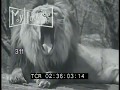 1950s Zoo Animals Camel Zebra Elephants Turtles Leopard Gorilla