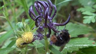 Bumblebee drinking nectar from Rampion flowers / Hummel sucht Nektar in Teufelskrallenblüten