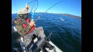 California King Salmon 2020