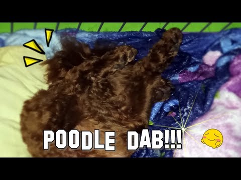 TOY POODLE | COMPILATION VIDEO