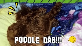 TOY POODLE | COMPILATION VIDEO