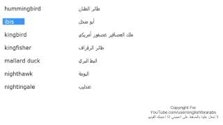 تعلم اللغة الانجليزية الدرس 58 اسماء الطيور بالانجليزي الجزء 3