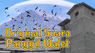 Download lagu ORIGINAL SUARA PANGGIL WALET (durasi panjang) mp3 Download lagu ORIGINAL SUARA PANGGIL WALET (durasi panjang) mp3