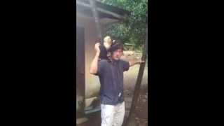 preview picture of video 'Justin Talks Search with a Costa Rican Monkey'