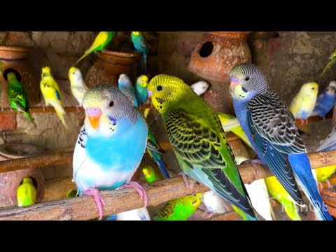 Budgies singing and parakeets sounds videos compilation