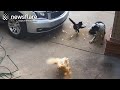 Heroic Cat Saves Chicken From Dog Attack Newsflare