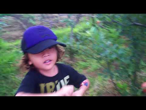 Wisata Petik Apel di Batu: Dr I Nengah Subadra