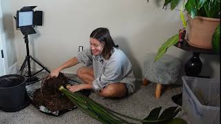 Daily Life Vlog - Repotting My Biggest Plant & Chicken Care