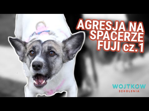 Mój pies się rzuca - Agresja Psa na Spacerze. Co robić, kiedy pies broni bańki socjalnej opiekunów?