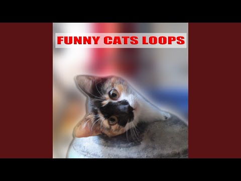 18 Angry Cat Meowing Loop Gato Maulla Chat Miaule Katze