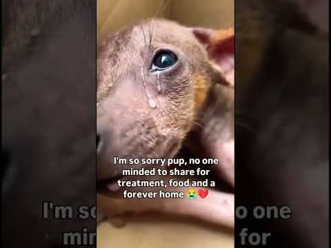 For any help consider donating link in bio to save a stray life in Los Angeles#usashorts#save