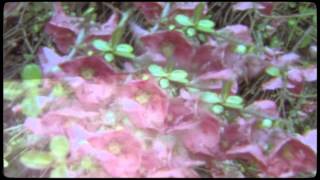 Fine Points - Astral Season (Official Video)