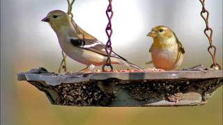 The Mastersons - "Easy by Your Side"