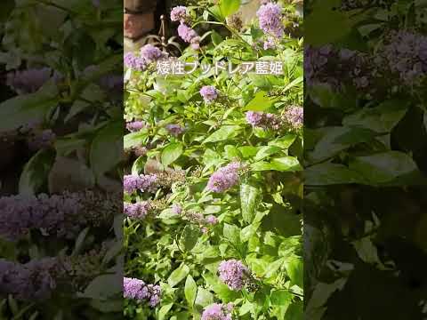 四季の木々のトレンド 日本のコニャシエ