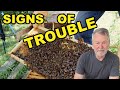 Beekeeping Red Flags: Something’s Not Quite Right