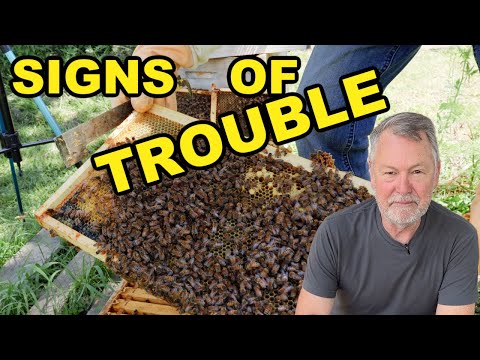 Beekeeping Red Flags: Something’s Not Quite Right