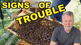 Beekeeping Red Flags: Something’s Not Quite Right