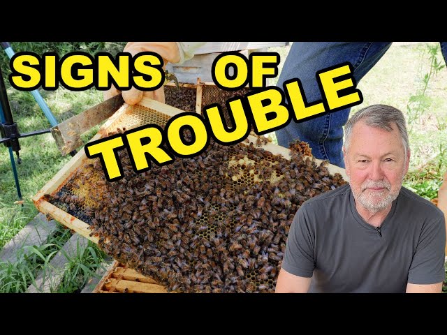 Beekeeping Red Flags: Something’s Not Quite Right