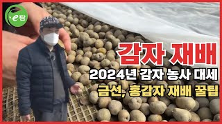 2024년 감자농사 대세, 수미감자 인기 제친 금선, 홍감자 재배 꿀팁
