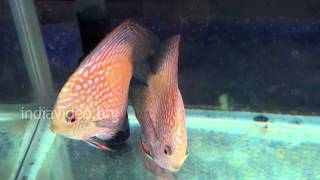 Golden Snakeskin Discus fish