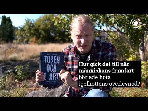 Var tredje igelkott blir överkörd - Martin Emtenäs